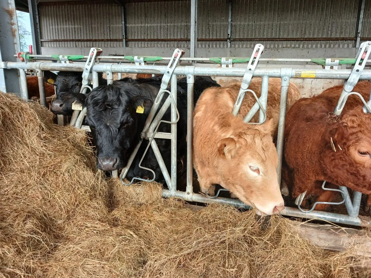 Organic Stores - bullocks & heifers - Image 3