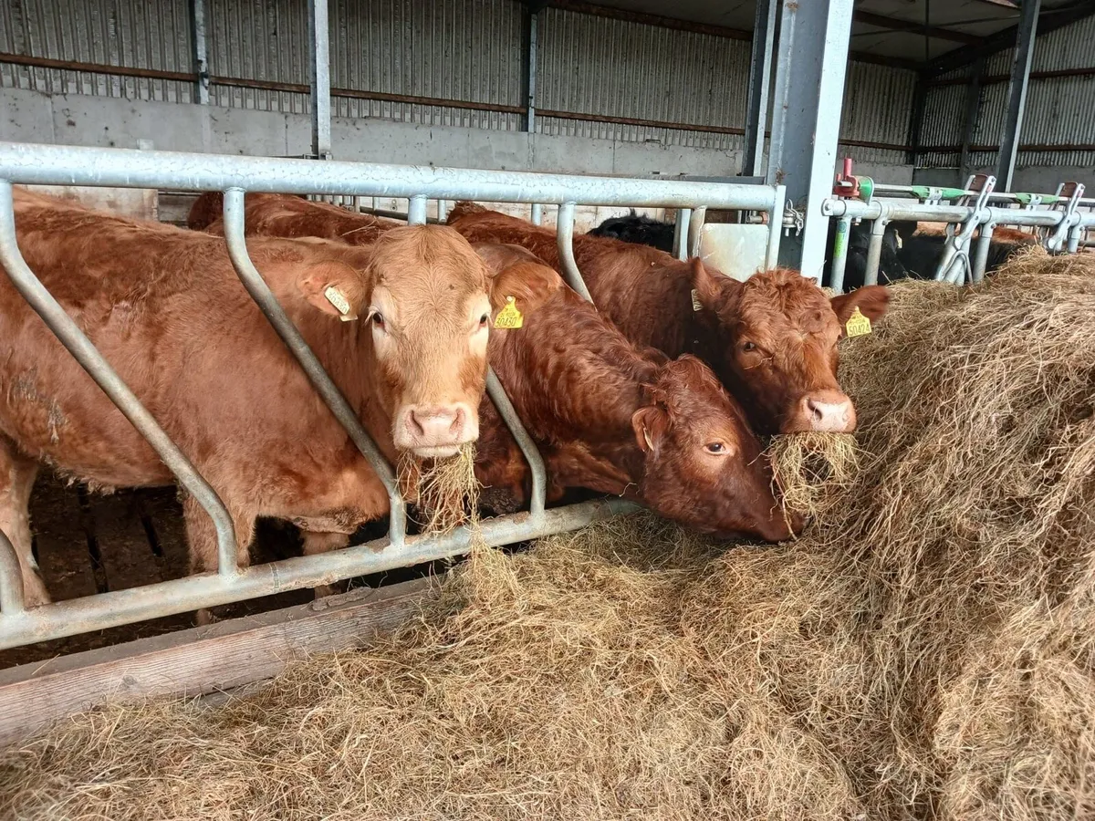 Organic Stores - bullocks & heifers - Image 4