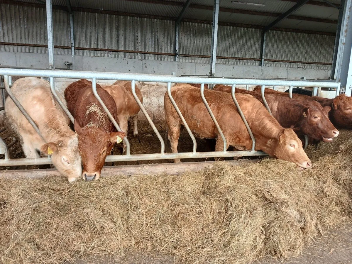 Organic Stores - bullocks & heifers - Image 1