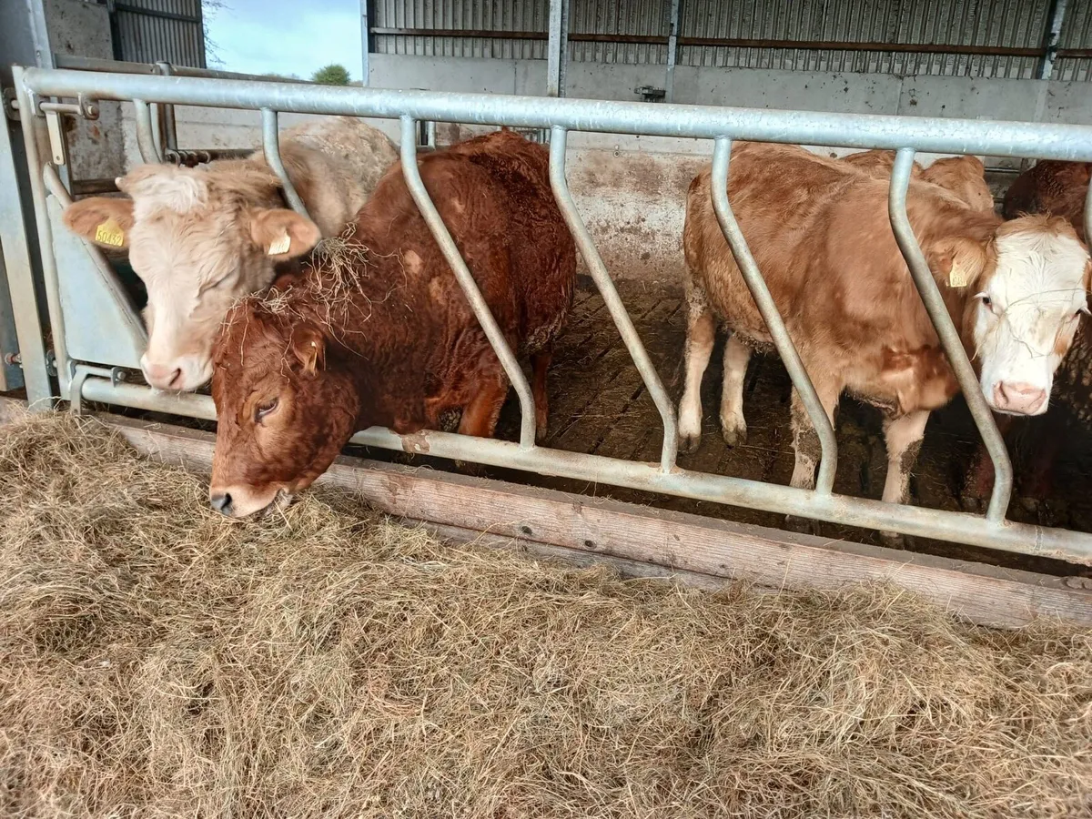 Organic Stores - bullocks & heifers - Image 2