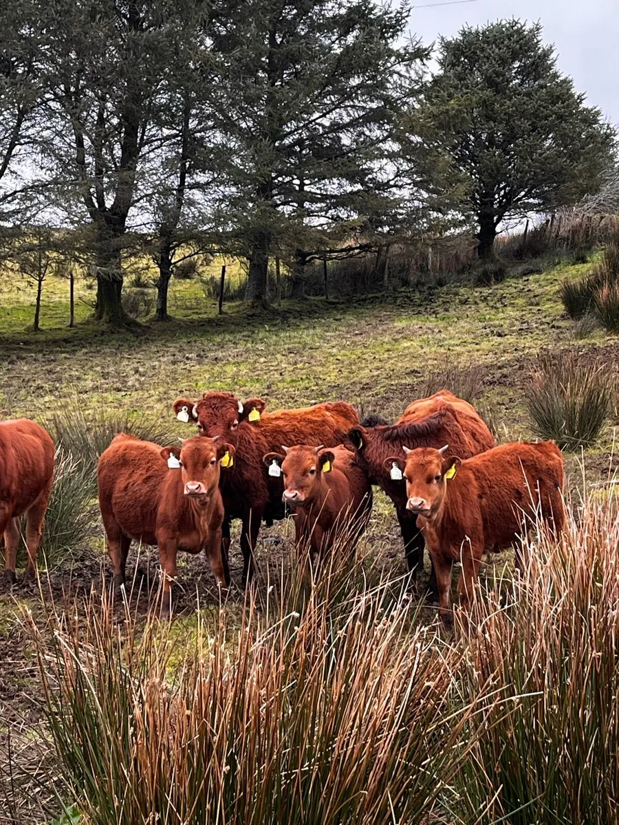Cows - Image 1