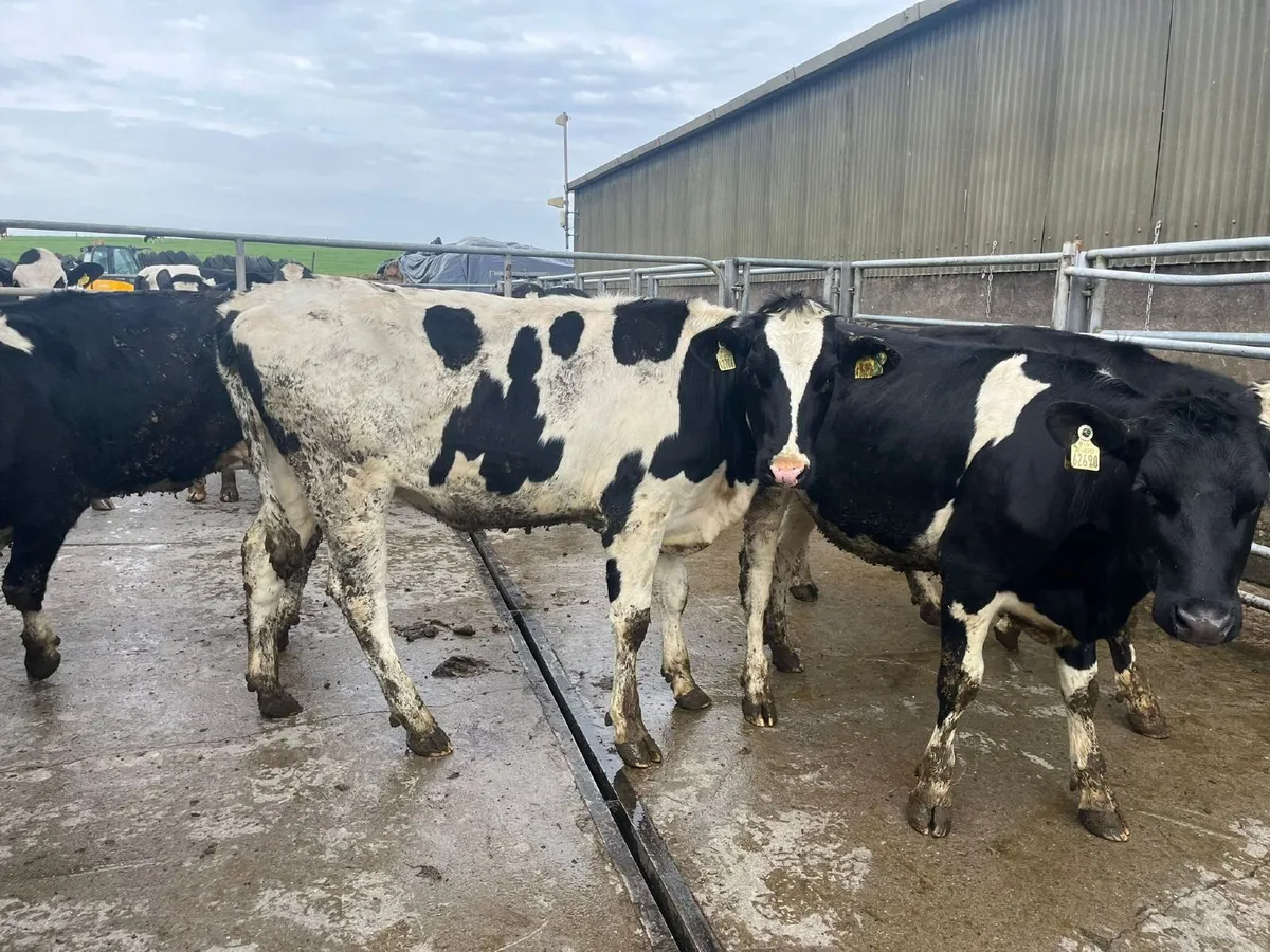 50 MAIDEN HEIFERS BANDON MART 9 APR - Image 2