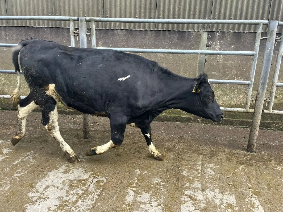 50 MAIDEN HEIFERS BANDON MART 9 APR - Image 3