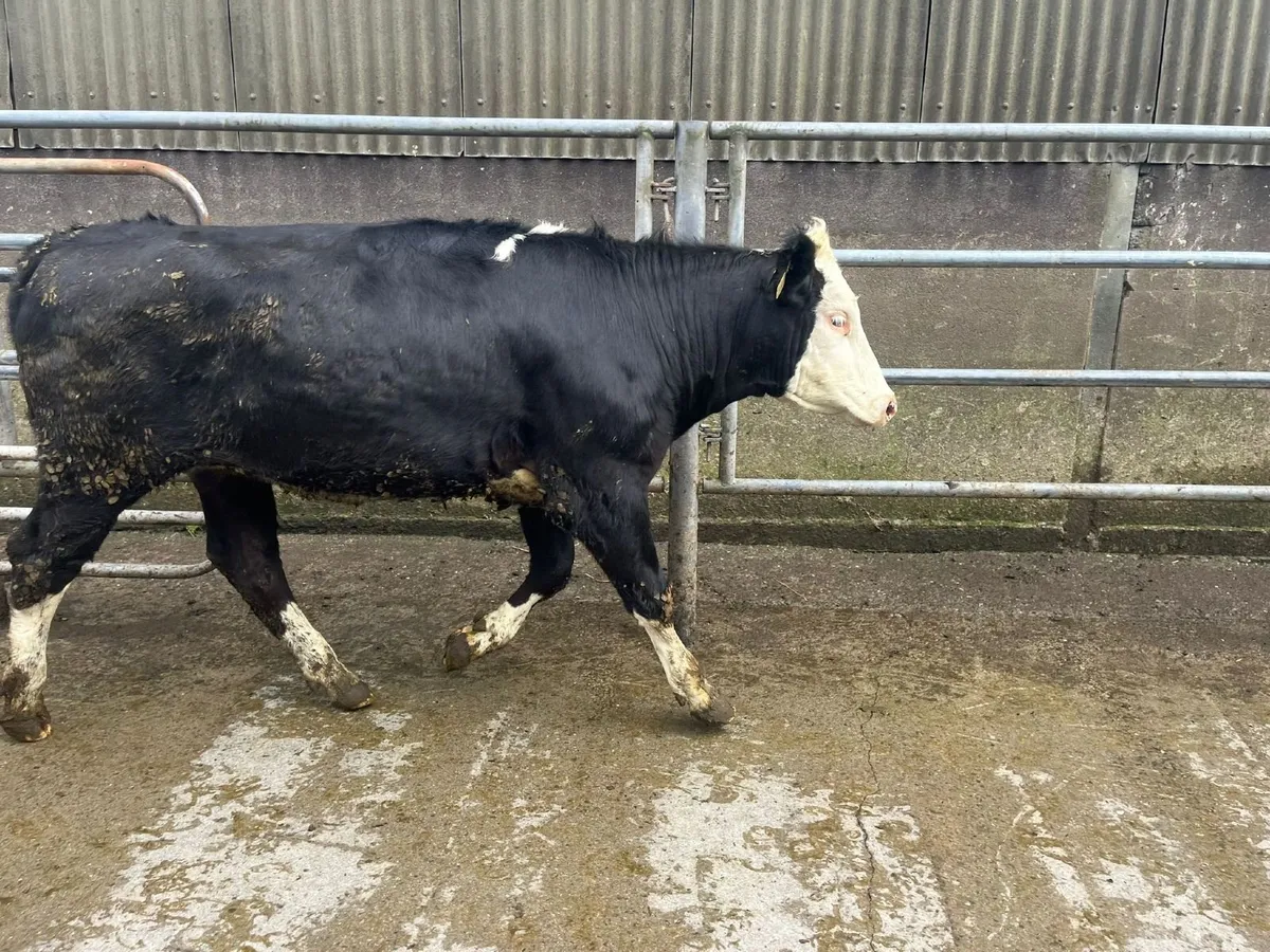 50 MAIDEN HEIFERS BANDON MART 9 APR - Image 4