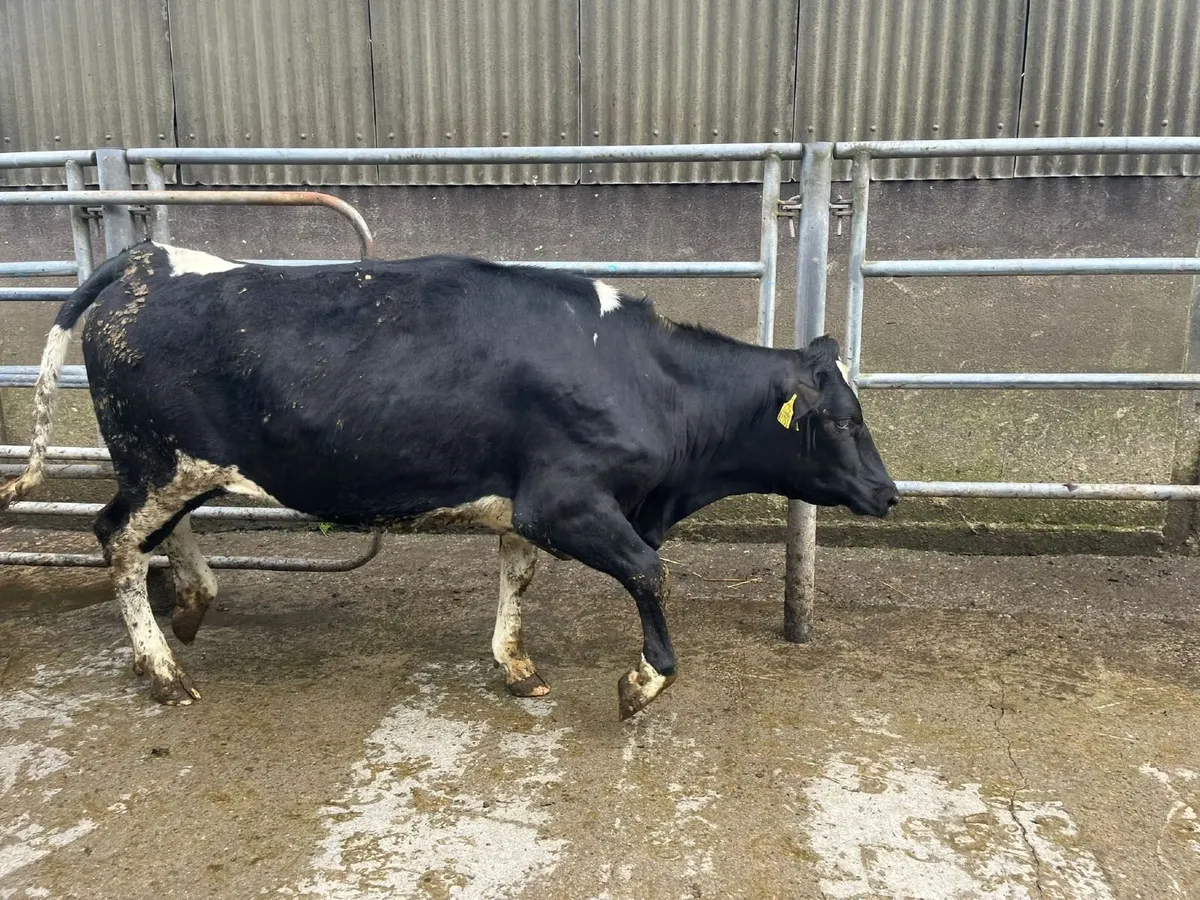 50 MAIDEN HEIFERS BANDON MART 9 APR - Image 1