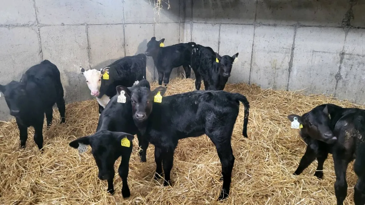Angus & Hereford heifer calves - Image 1