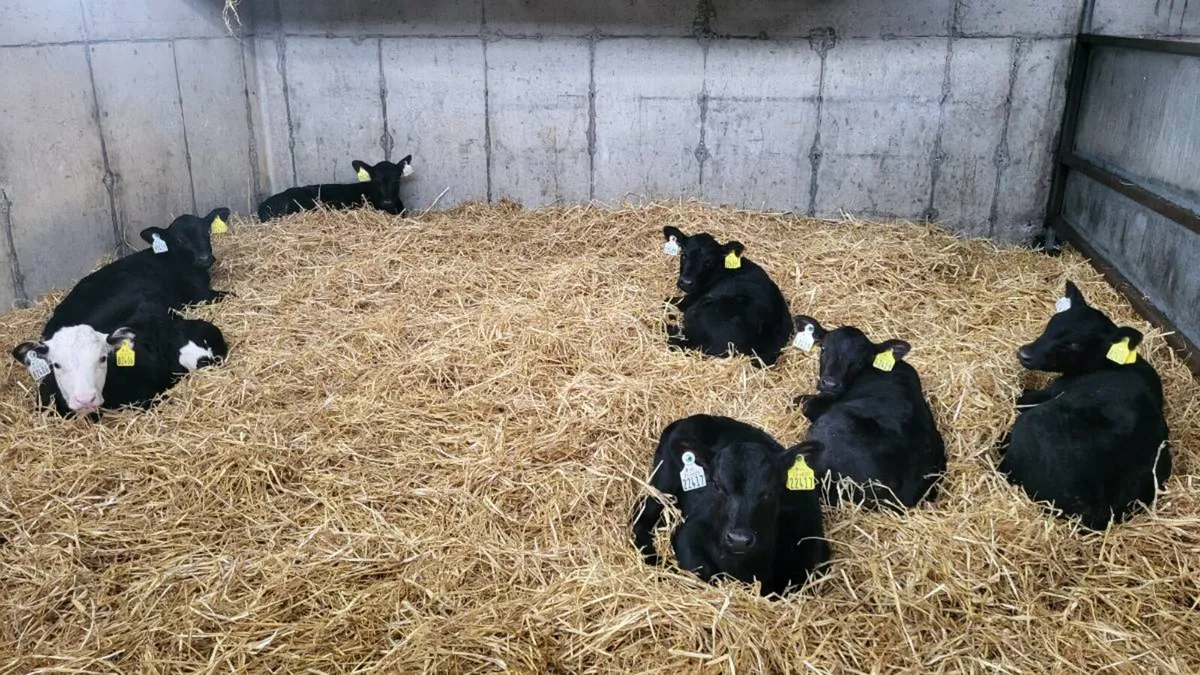 Angus & Hereford heifer calves - Image 2