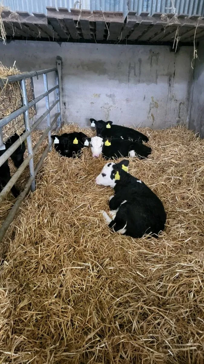 Angus & Hereford heifer calves - Image 3
