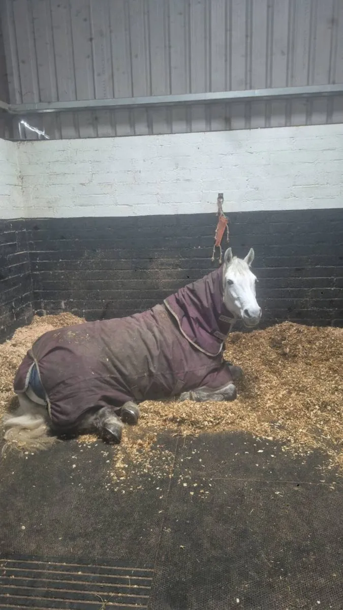 ***Full Livery*** - Image 2