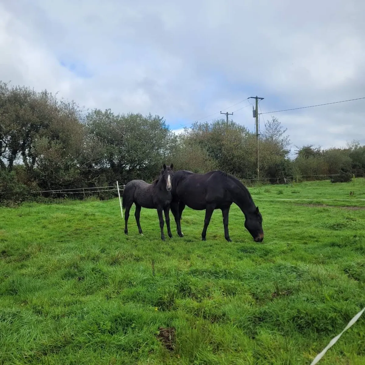 ***Full Livery*** - Image 3