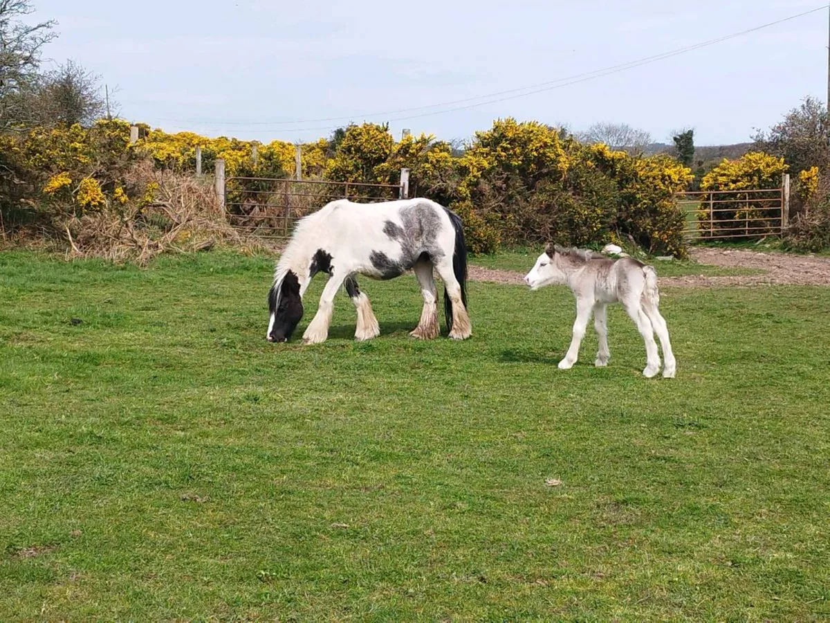 Cob and foal for sale - Image 2
