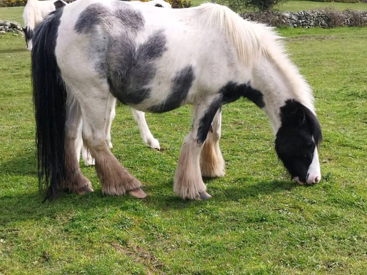 Cob and foal for sale - Image 3