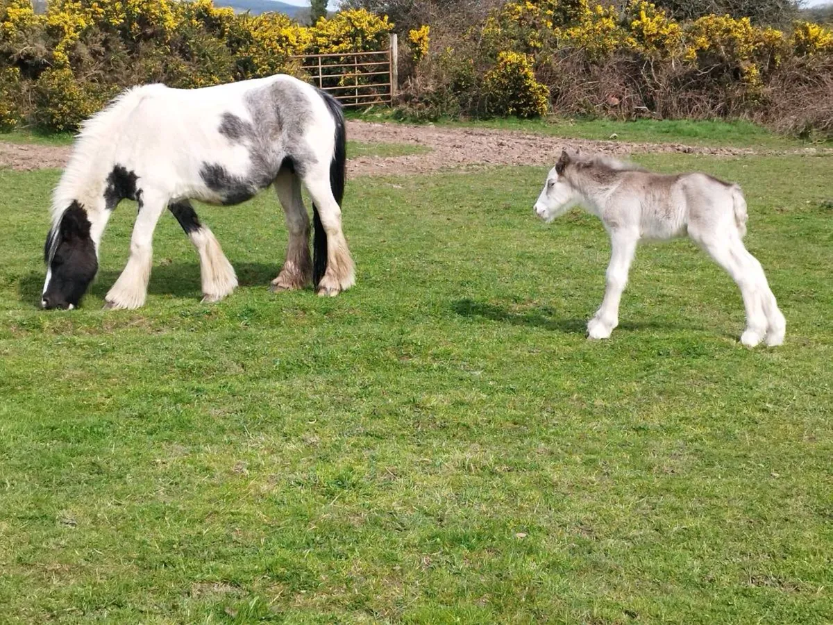 Cob and foal for sale - Image 4