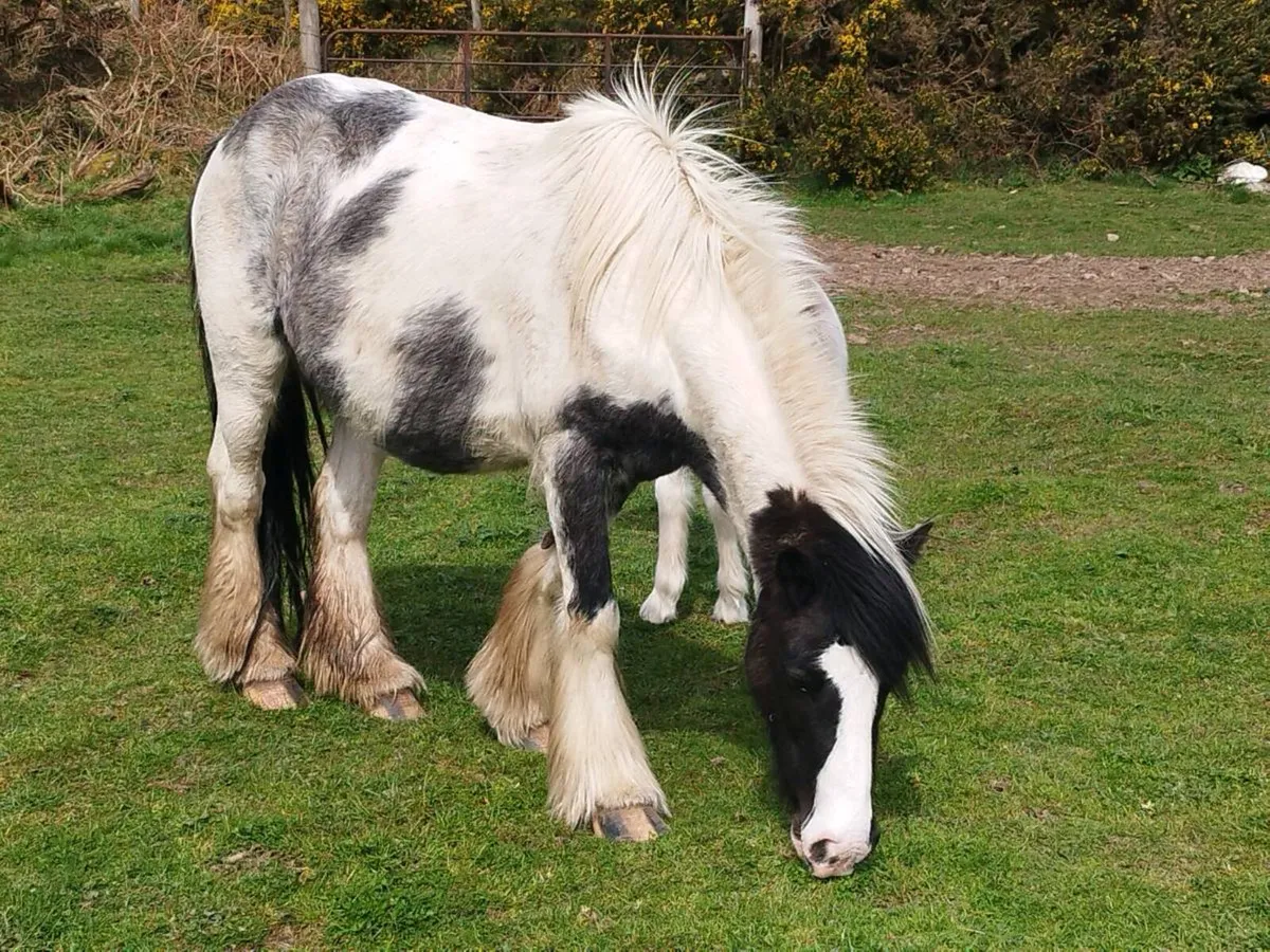 Cob and foal for sale - Image 1
