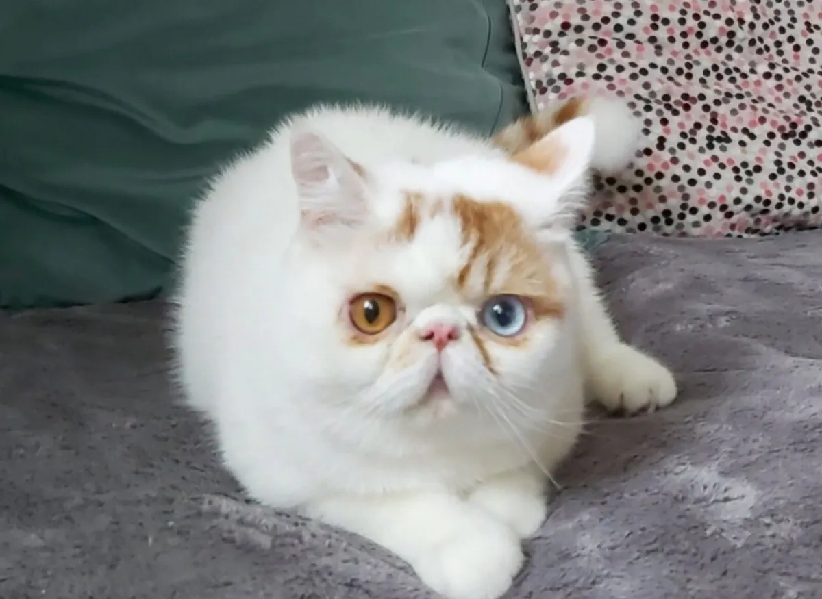 Exotic  Shorthair kitten cat ( can deliver) - Image 3