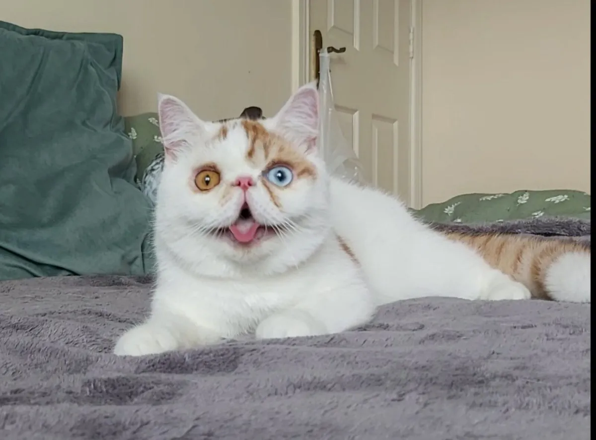 Exotic  Shorthair kitten cat ( can deliver) - Image 1