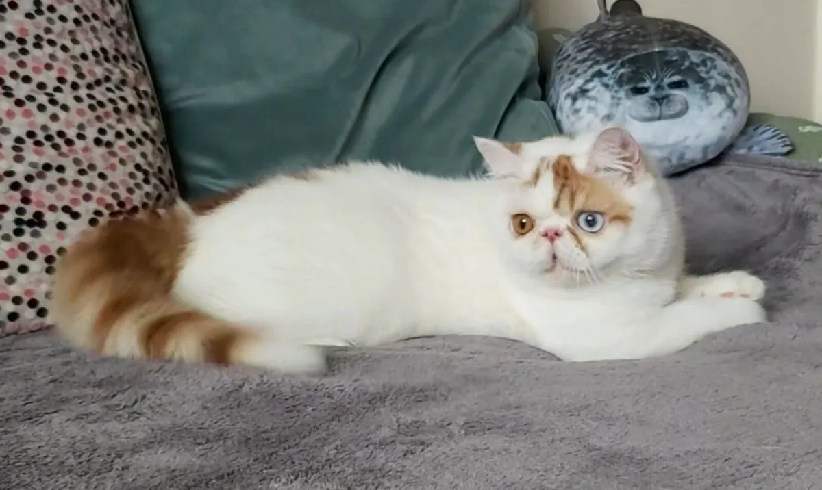 Exotic  Shorthair kitten cat ( can deliver) - Image 4