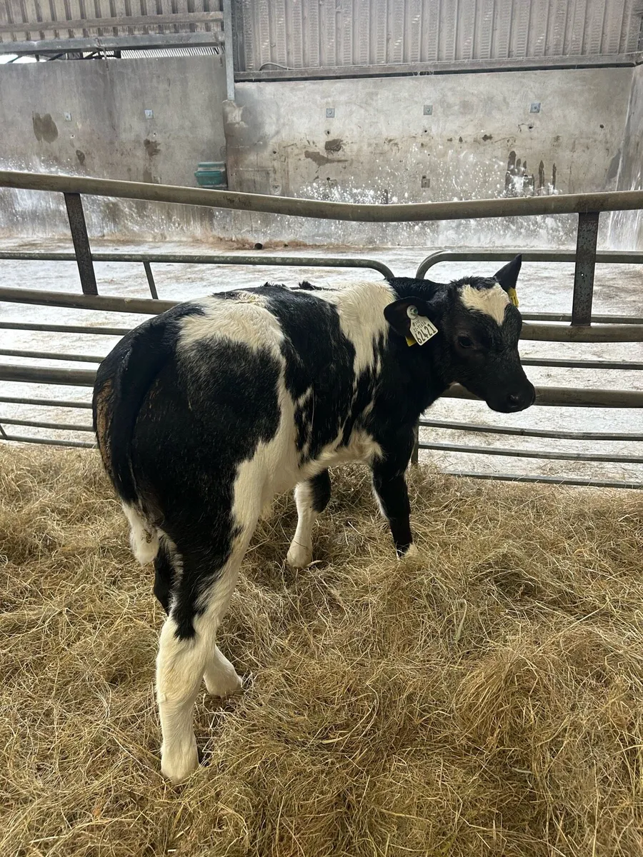 Belgium Blue Bulls and Heifers Mix - Image 1