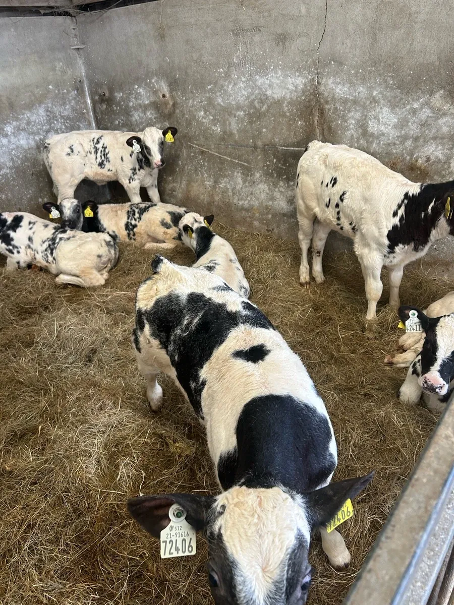 Belgium Blue Bulls and Heifers Mix - Image 2