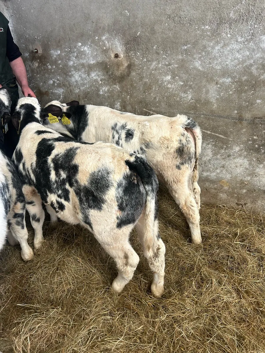 Belgium Blue Bulls and Heifers Mix - Image 4