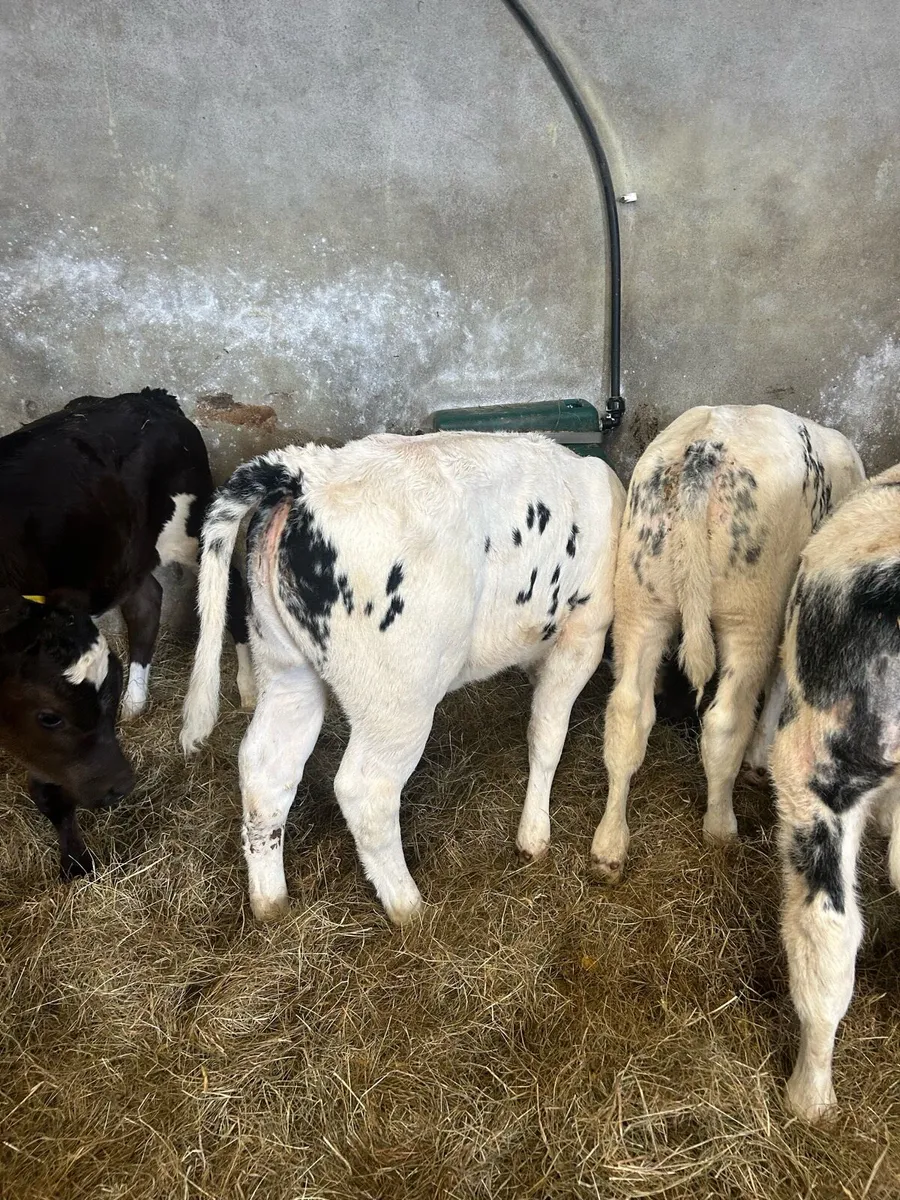 Belgium Blue Bulls and Heifers Mix - Image 3