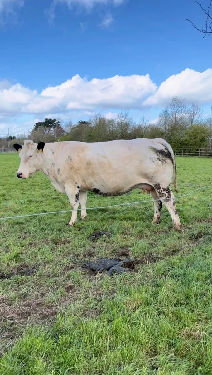 Smashing Blue Springer - Image 3