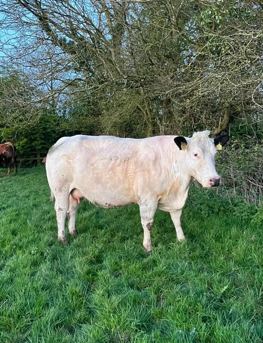 Smashing Blue Springer - Image 4