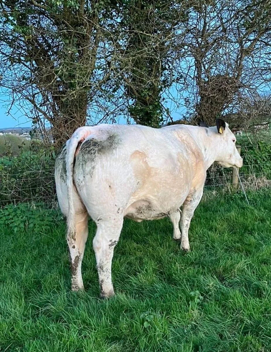 Smashing Blue Springer - Image 2