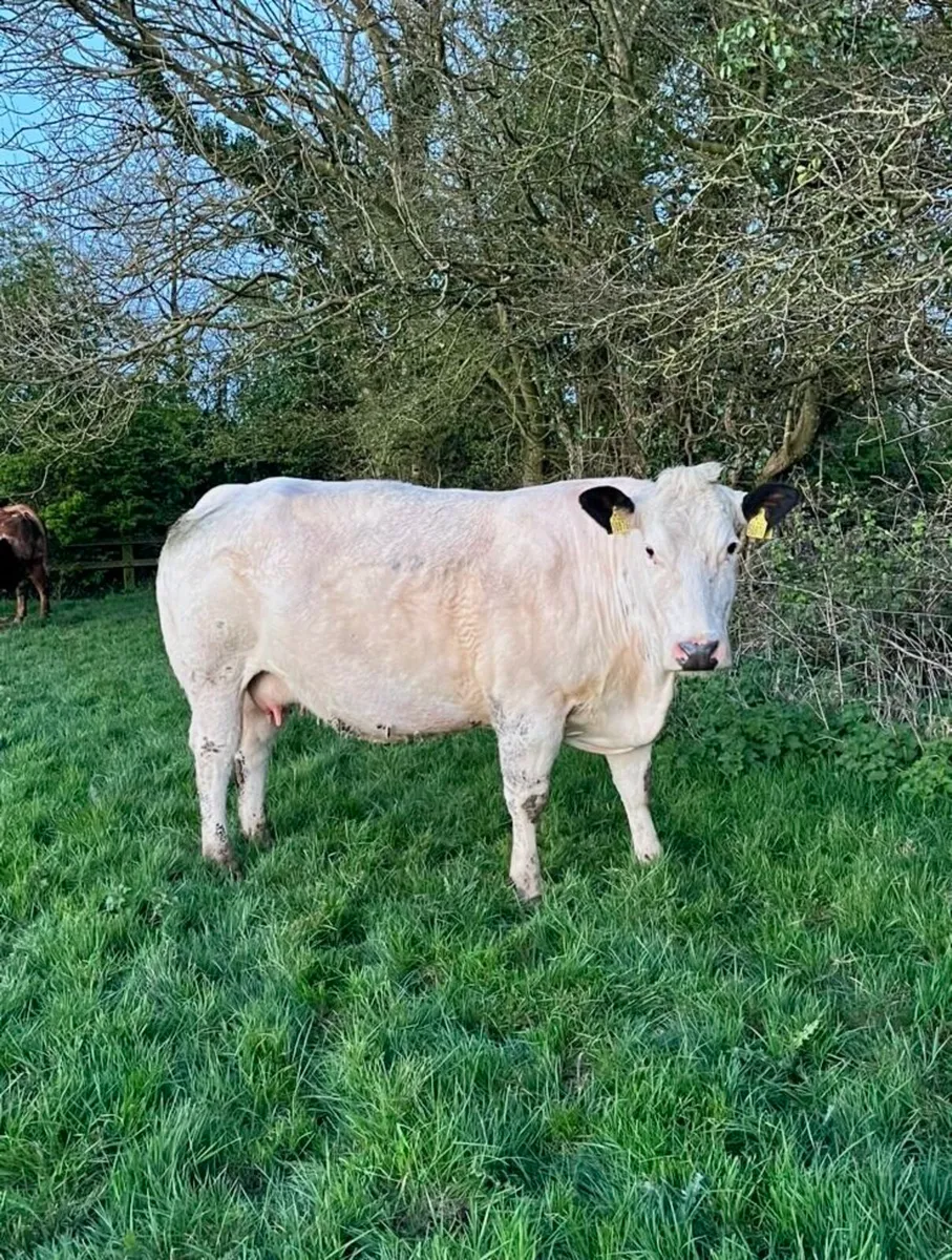 Smashing Blue Springer - Image 1