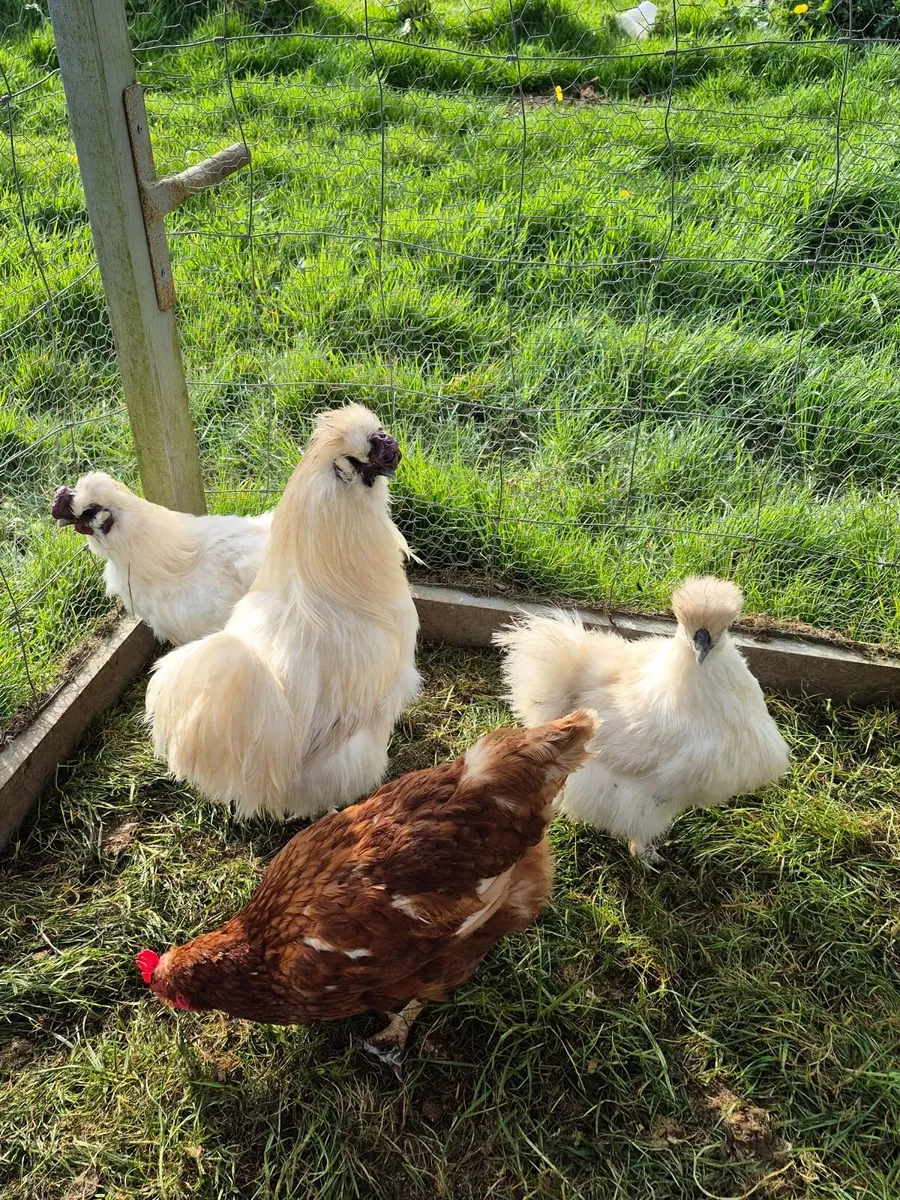Poultry