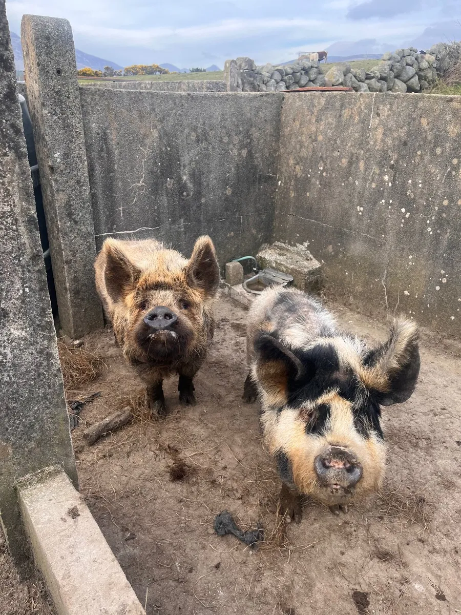 Kune kune pig - Image 1