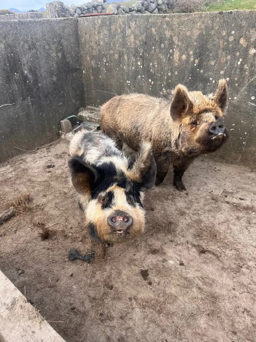 Kune kune pig - Image 2