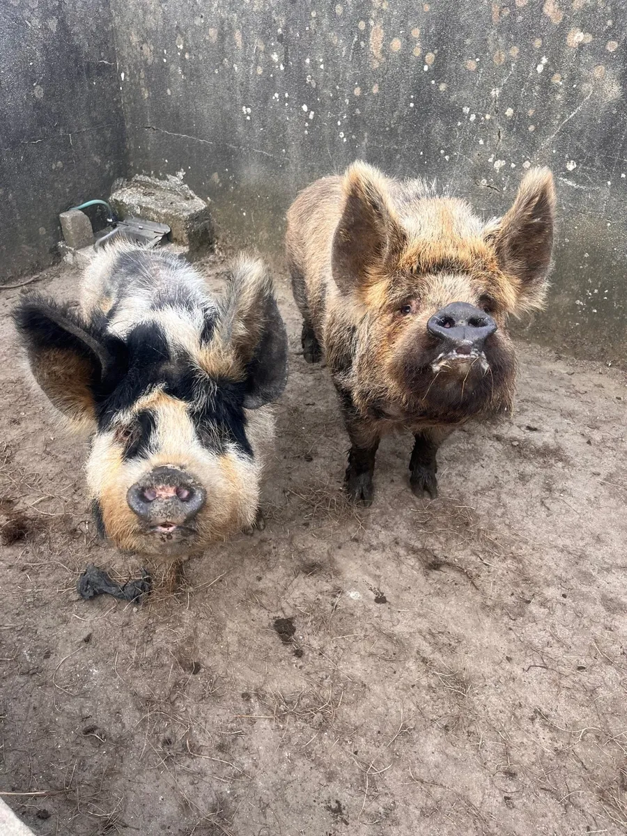 Kune kune pig - Image 4