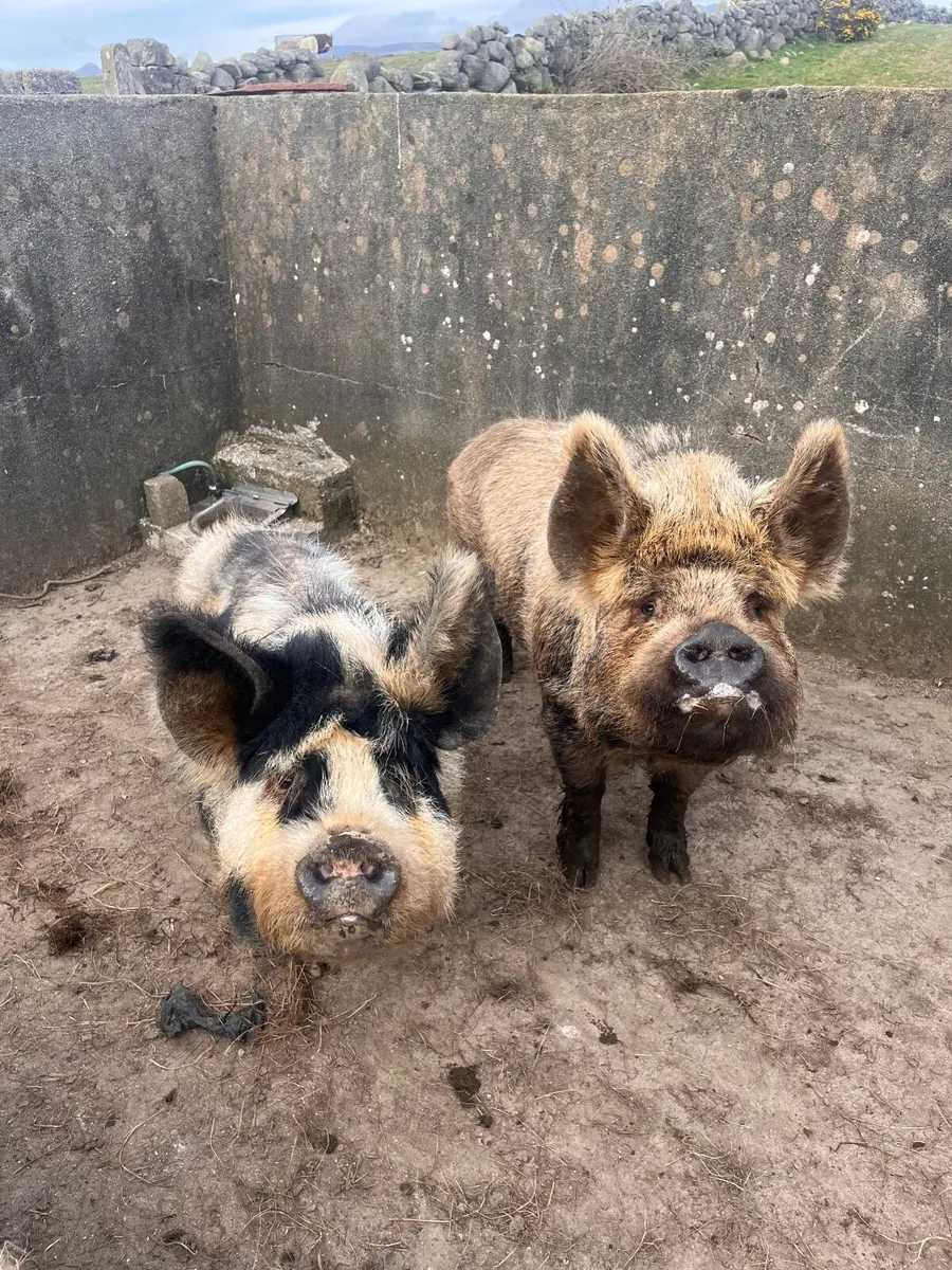 Kune kune pig - Image 3