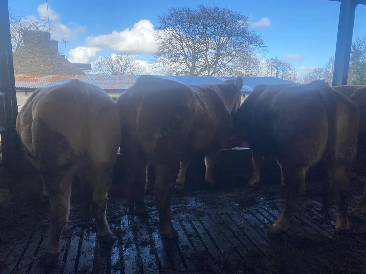 Springing cows - Image 3