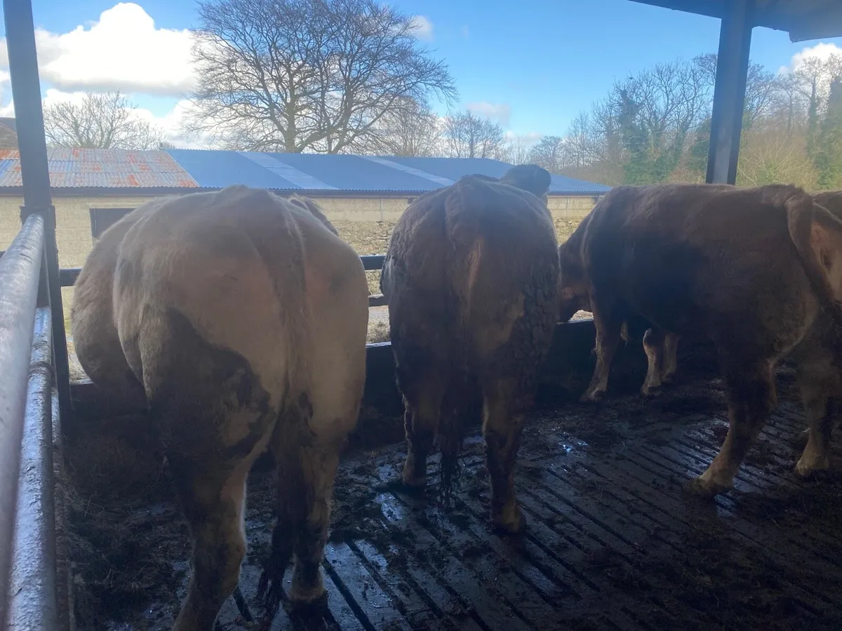 Springing cows - Image 4