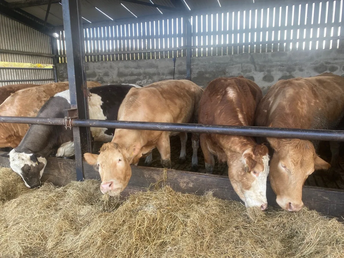 Springing cows - Image 2