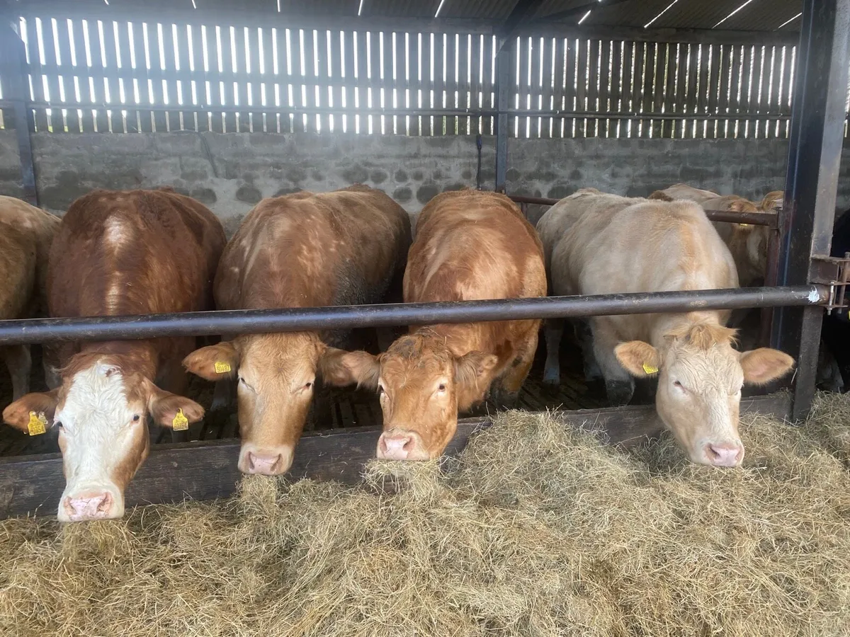 Springing cows - Image 1