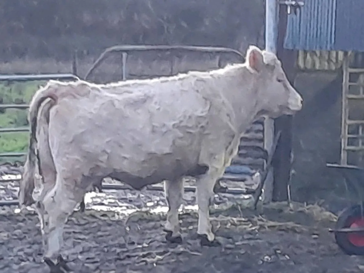 ✨️Heifer CHX✨️ - Image 3