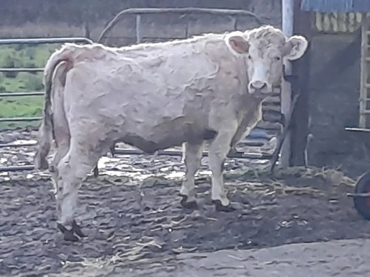 ✨️Heifer CHX✨️ - Image 4