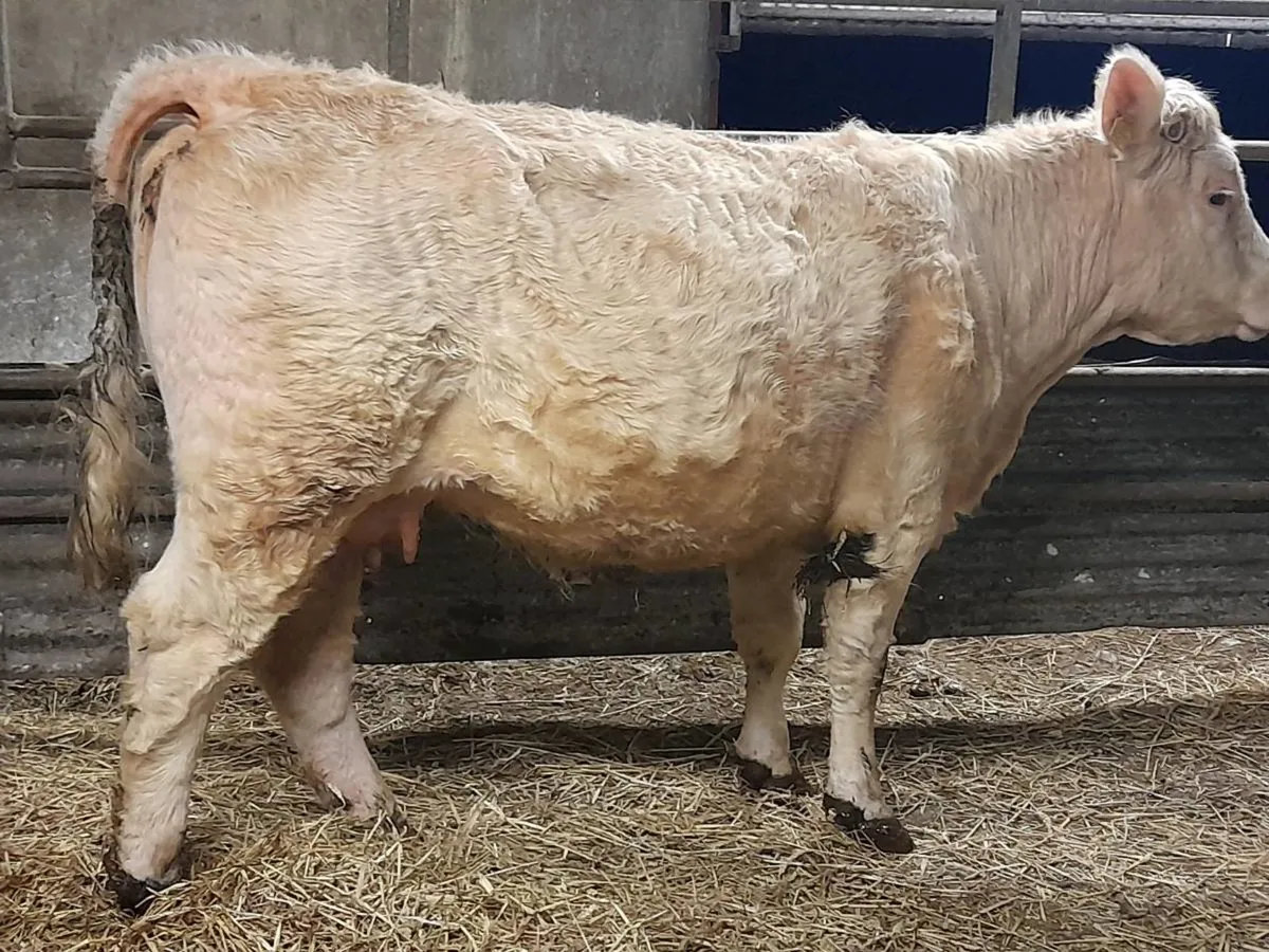 ✨️Heifer CHX✨️ - Image 2