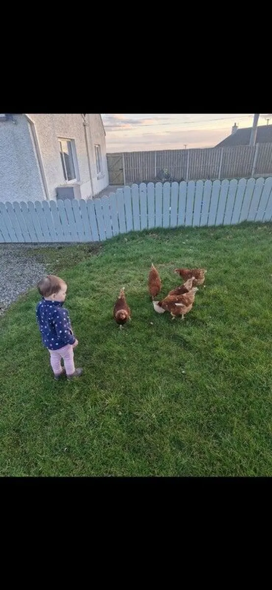 childrens garden /picket  fence - Image 1