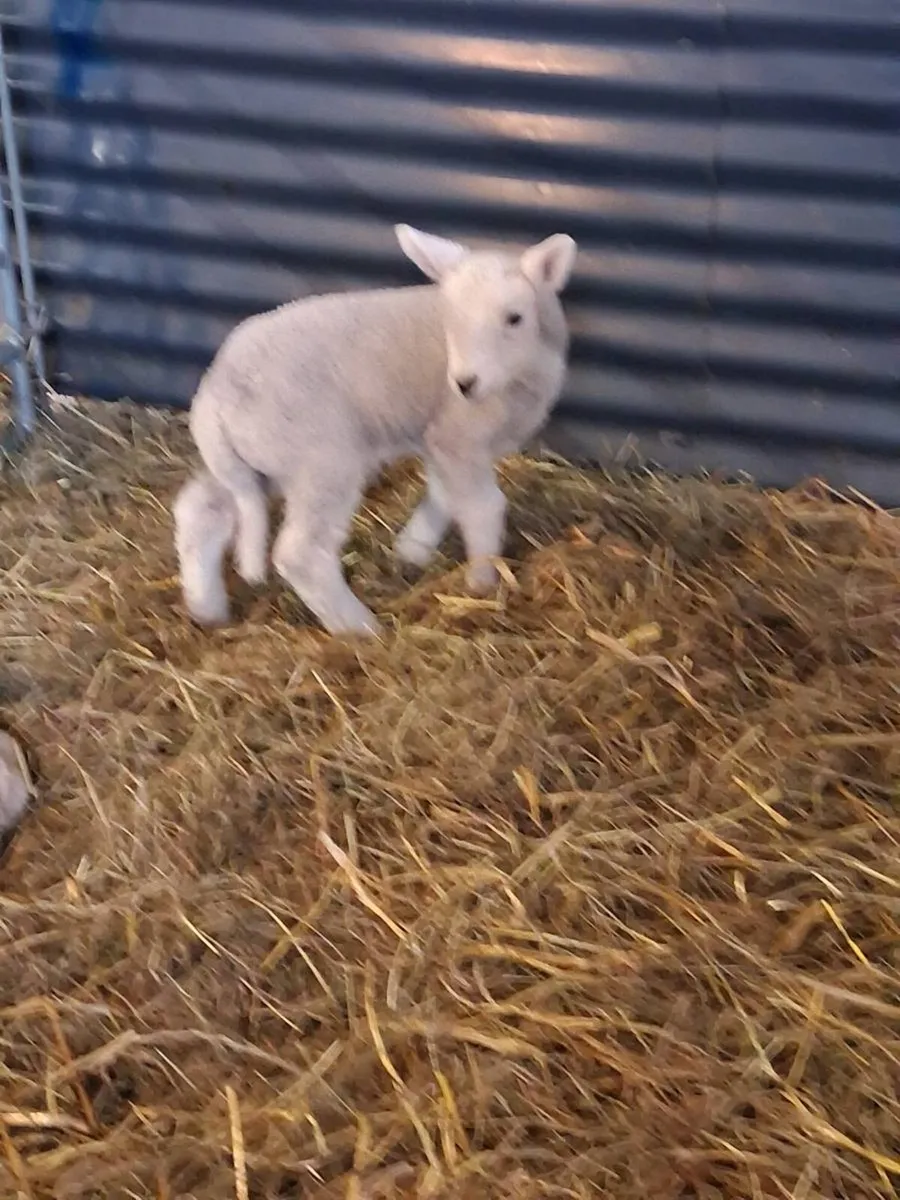 Pet  lamb - Image 1