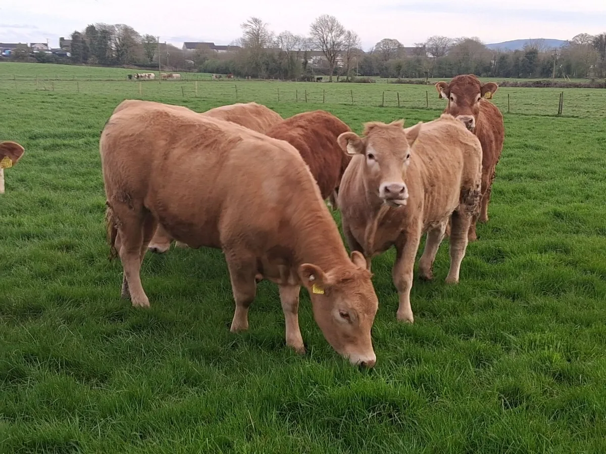 Continental cattle - Image 3