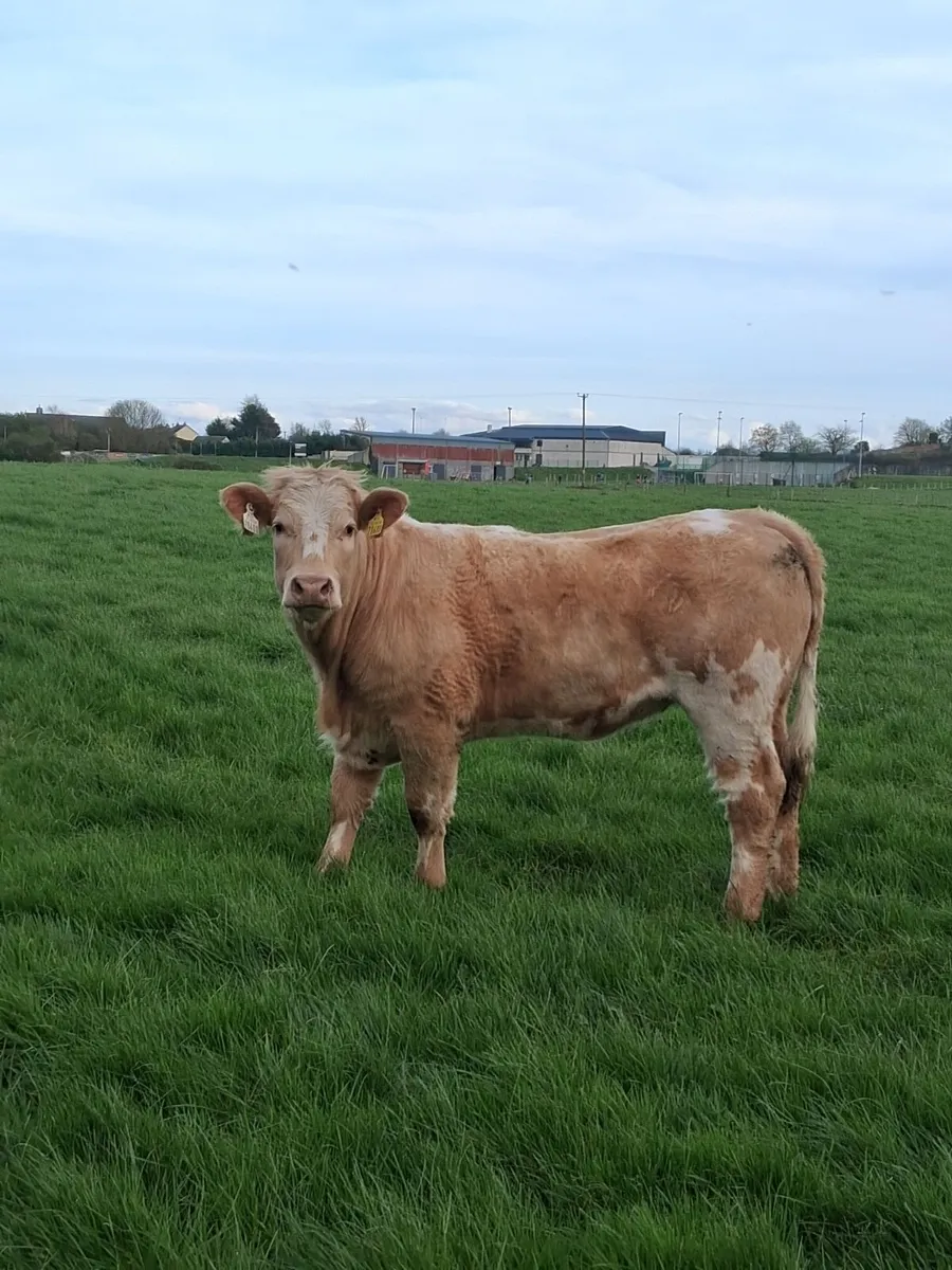 Continental cattle - Image 2