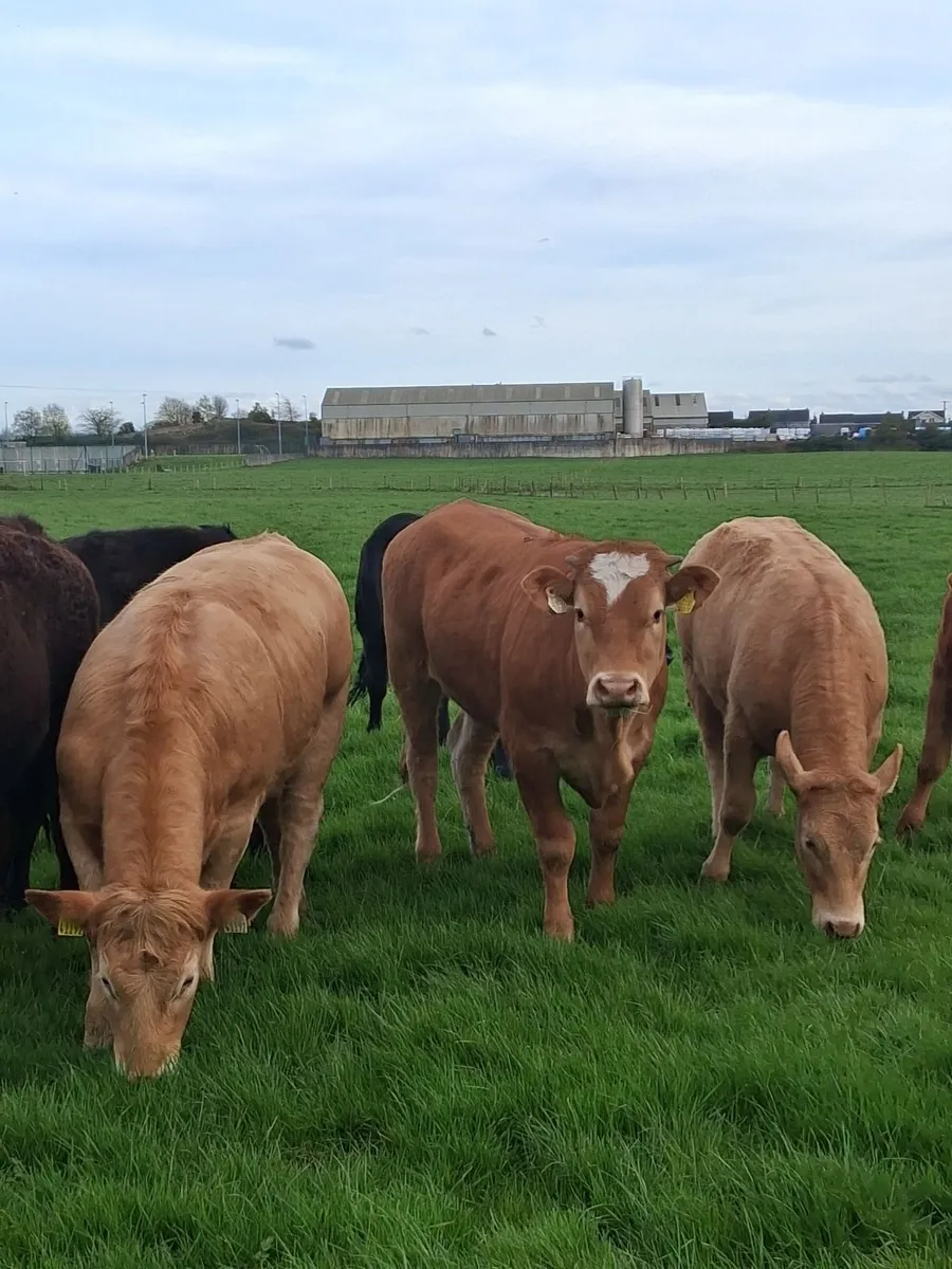 Continental cattle - Image 1