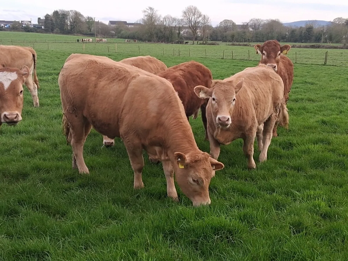 Continental cattle - Image 4