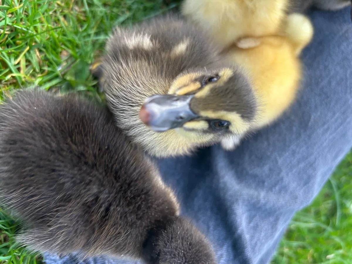 Ducklings - Image 2