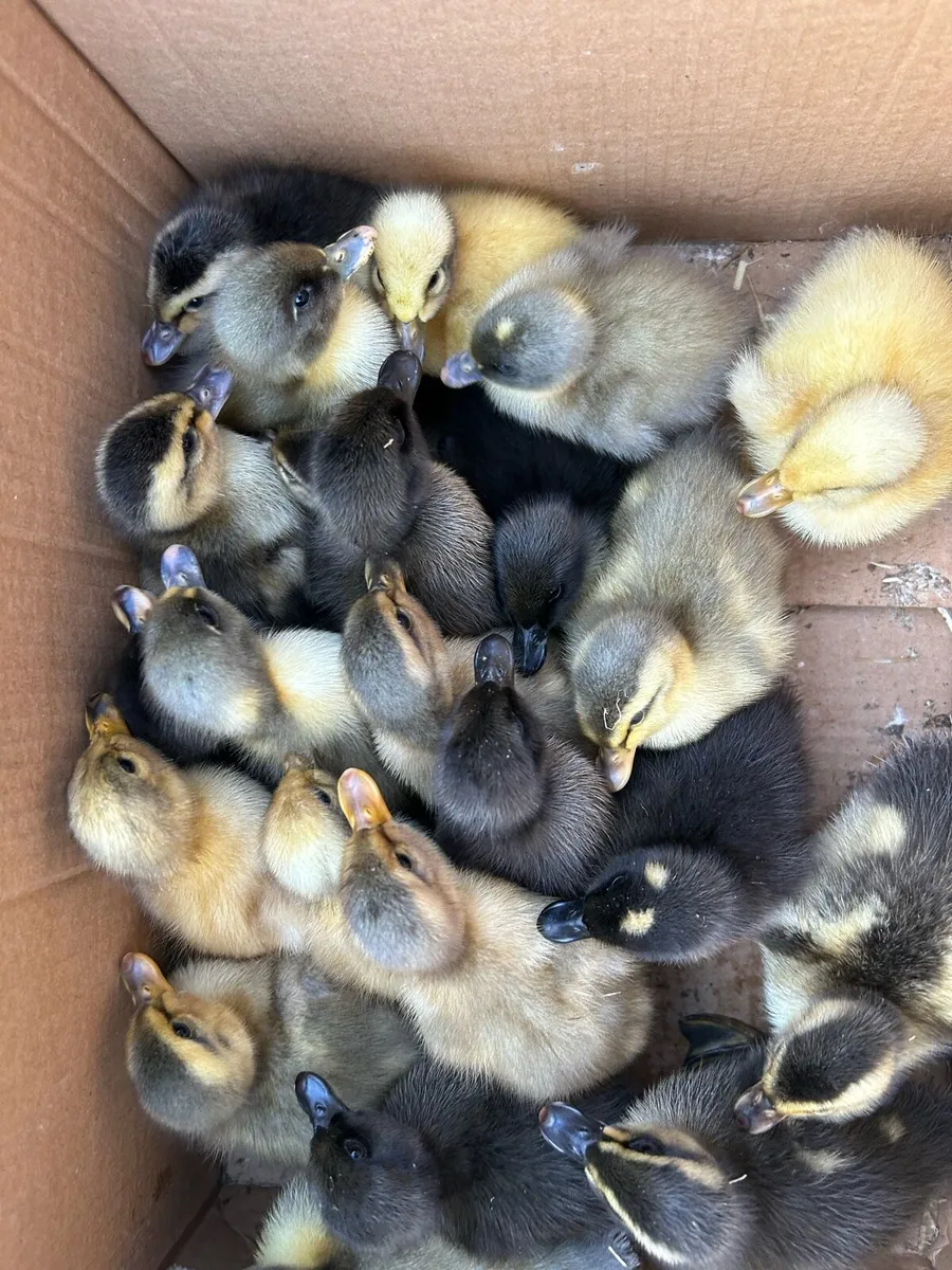 Ducklings - Image 3