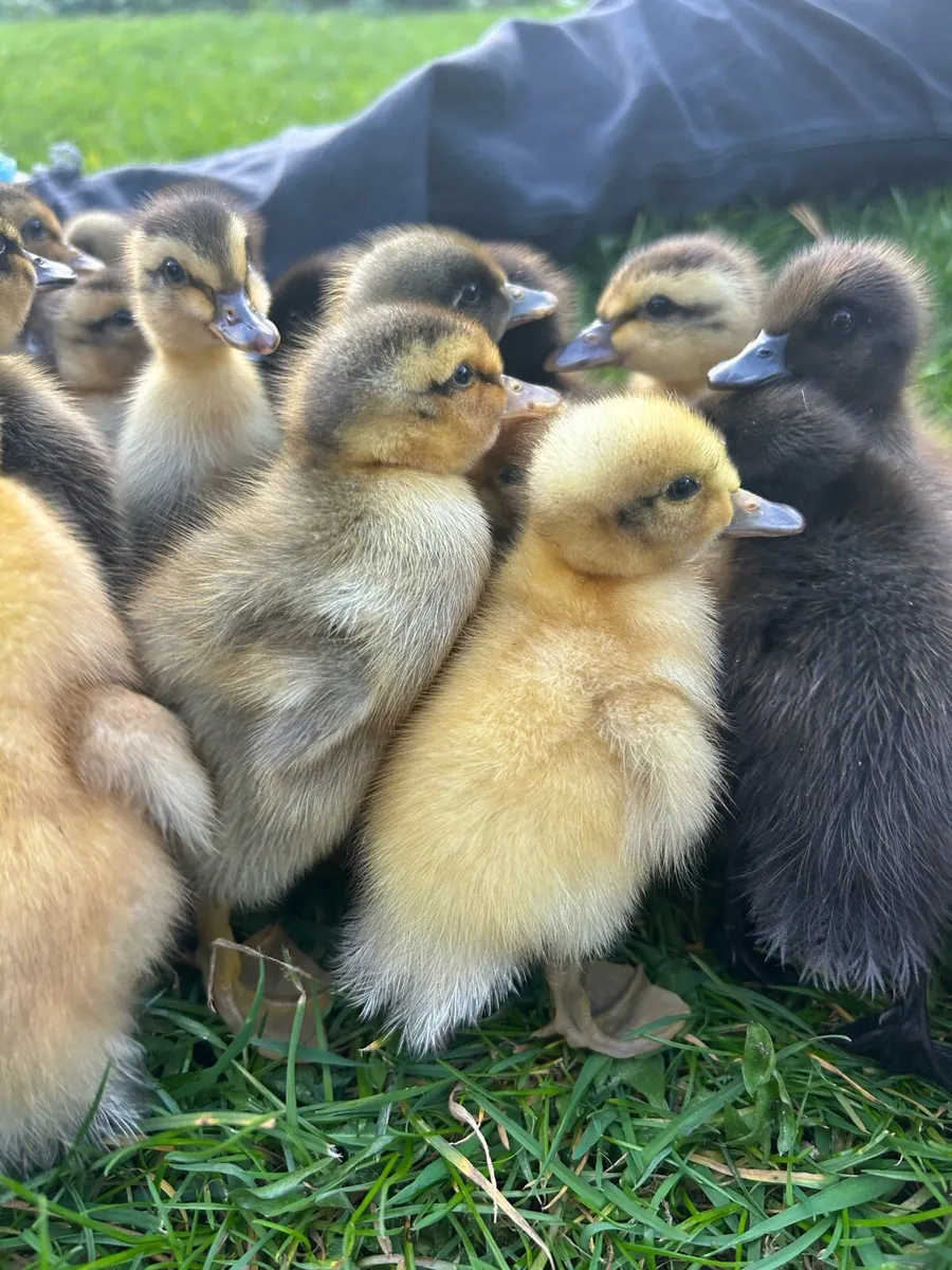 Ducklings - Image 4